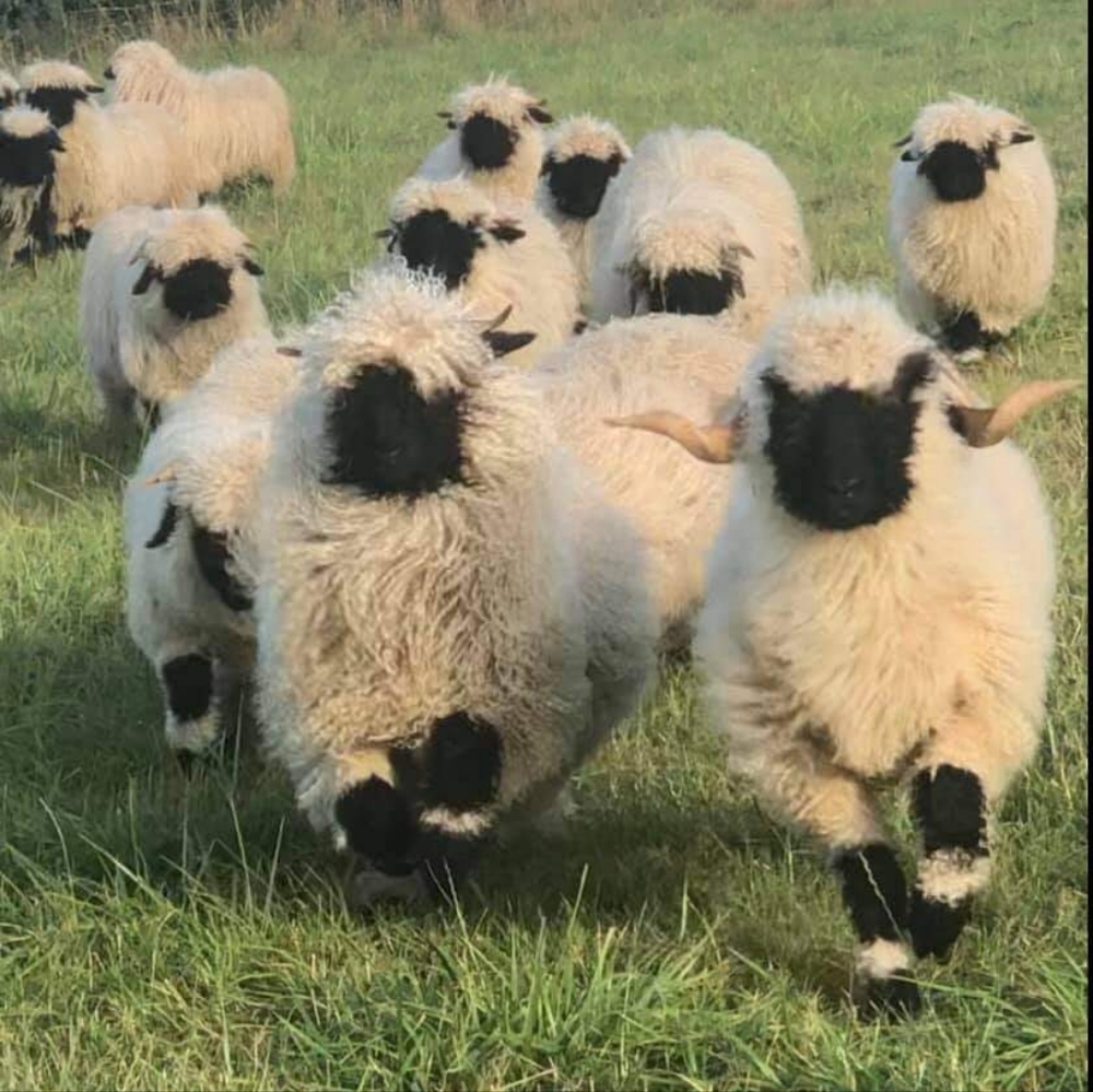 ☕️ SWEATER 🐑 SEASON 🍂